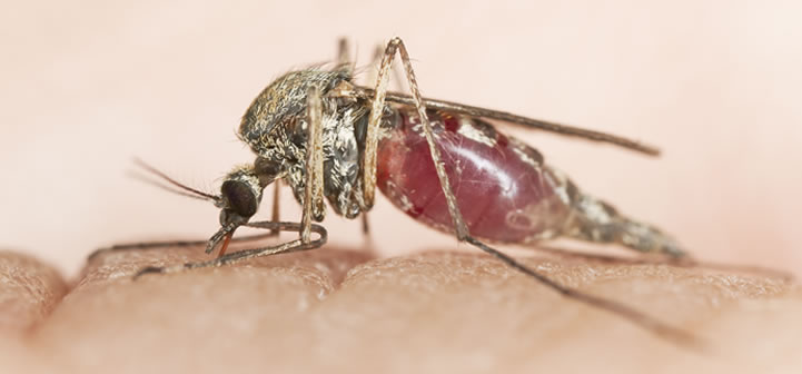 Mosquito adult