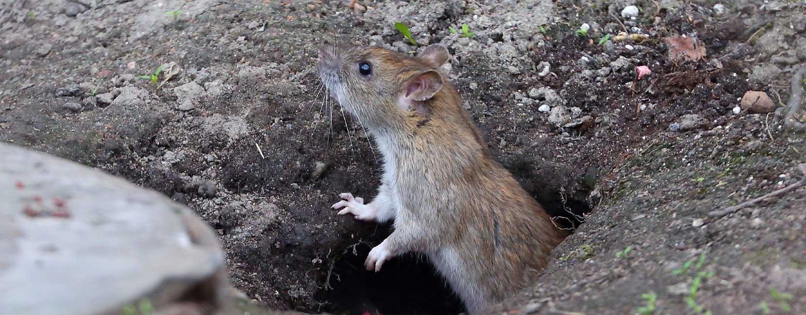 How Can I Get Rid of Rat Burrows and Holes Around My House? - Pests In The Home