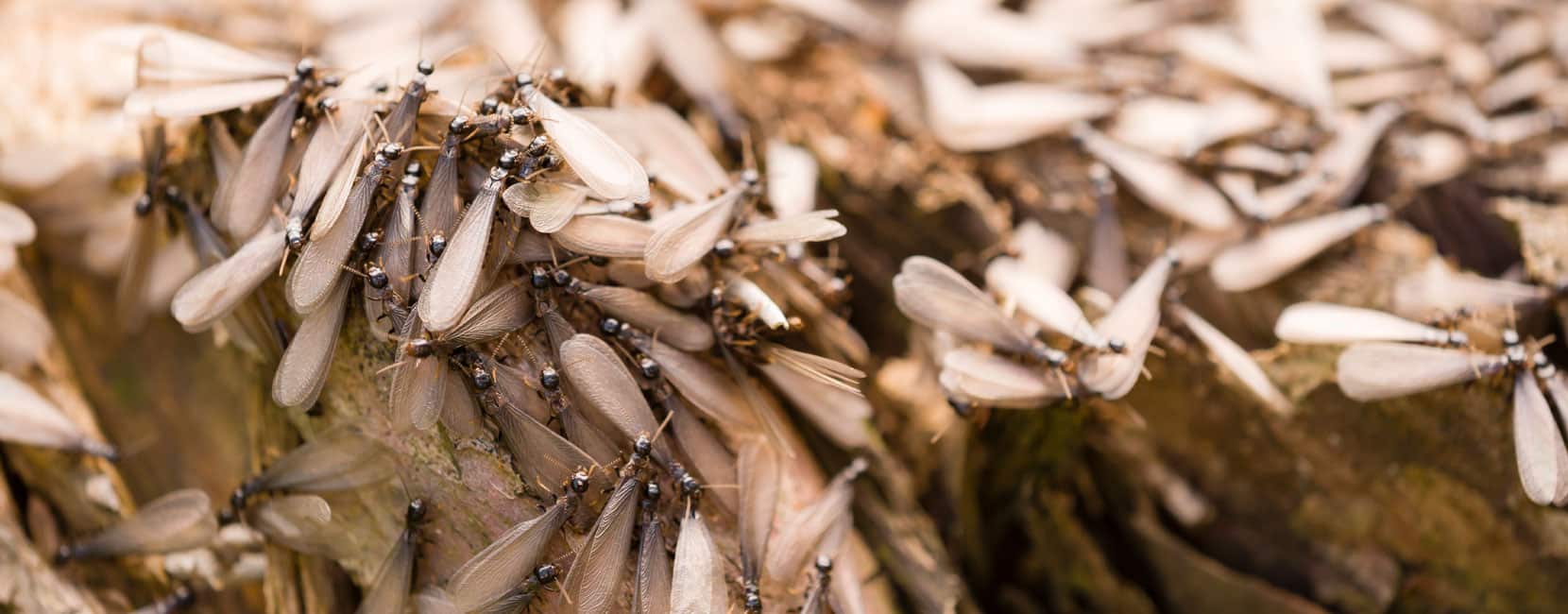Termite Swarming Ant
