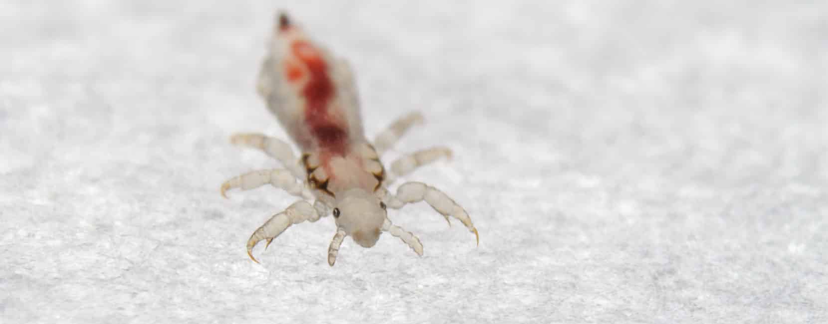 How Control Head Lice - Pests In The Home