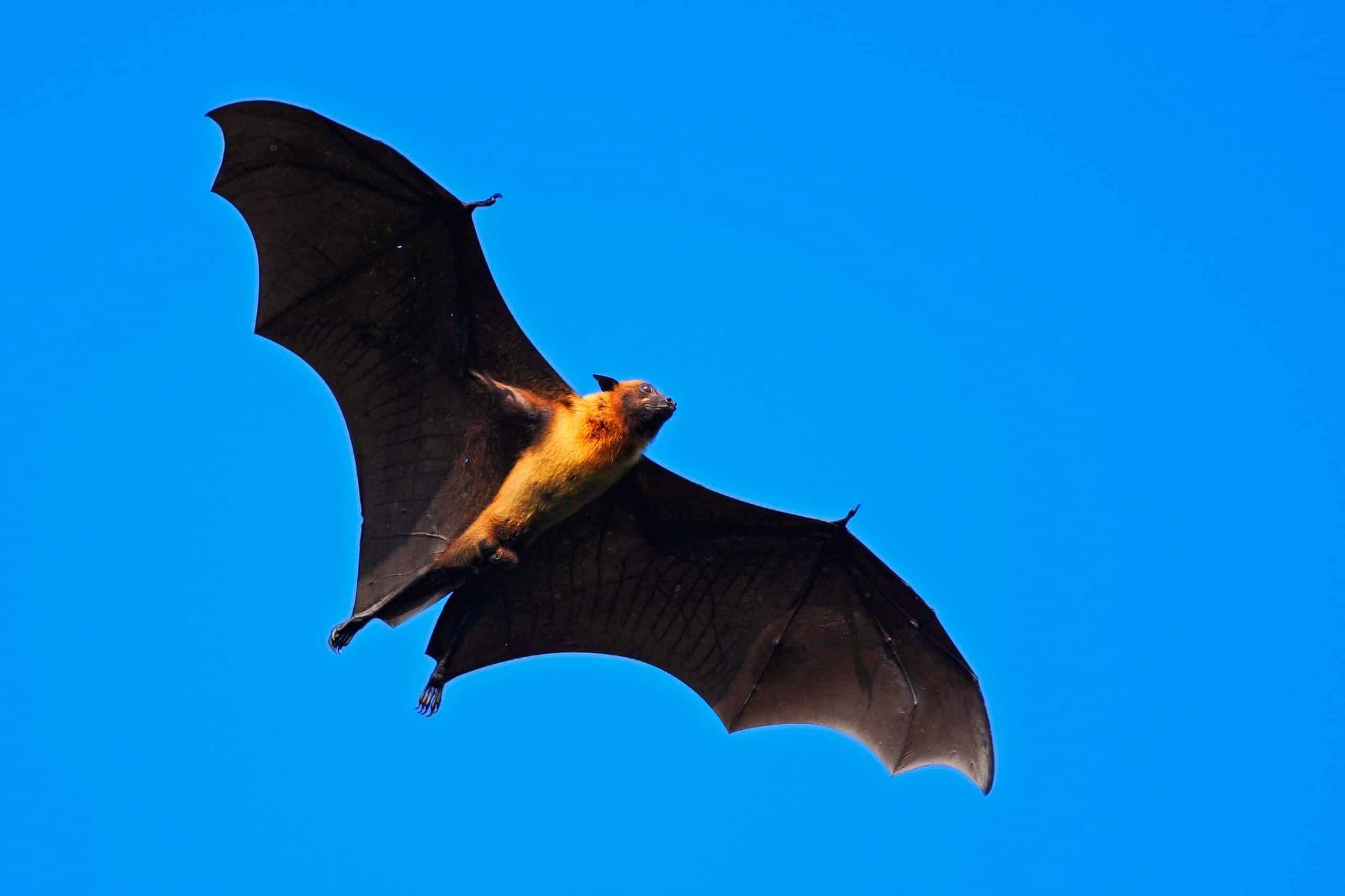 Giant Indian Fruit Bat in blue sky