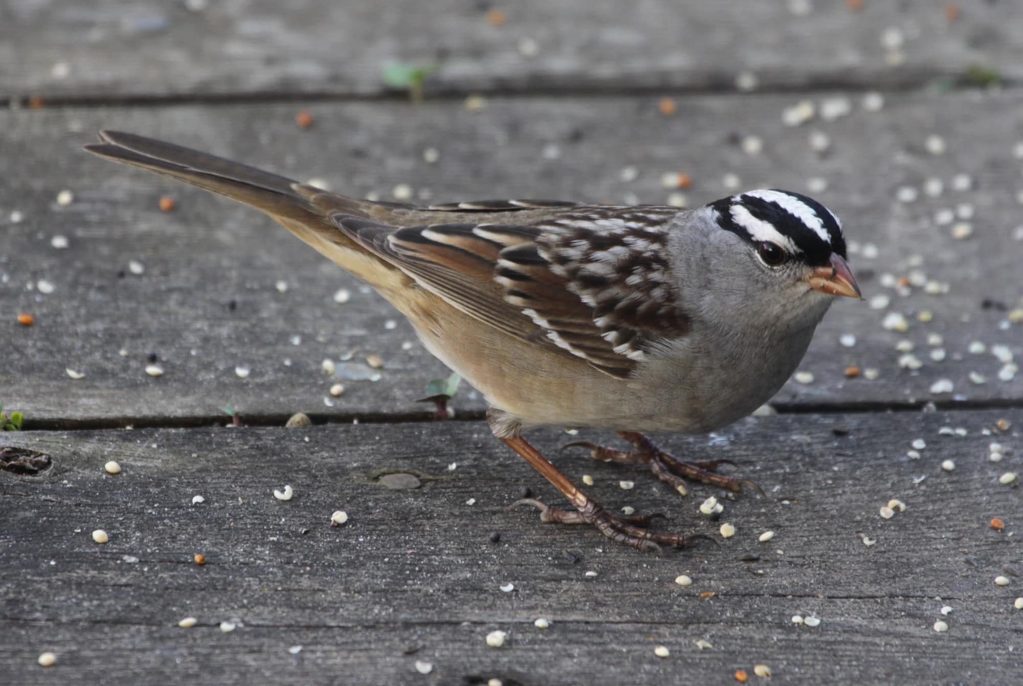 White-crowned Sparrow on a deck
