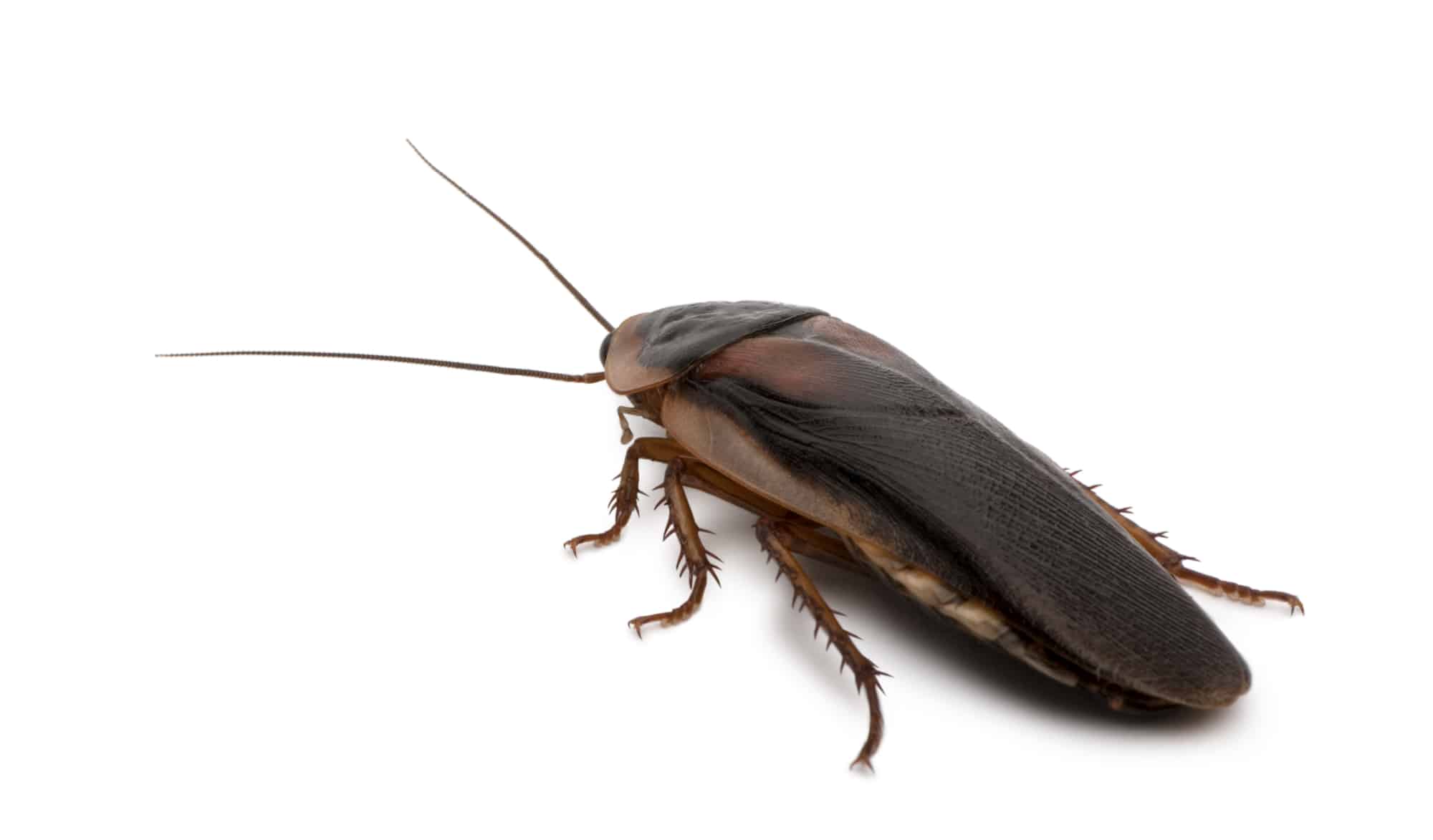 Dubia cockroach, Blaptica dubia, in front of white background