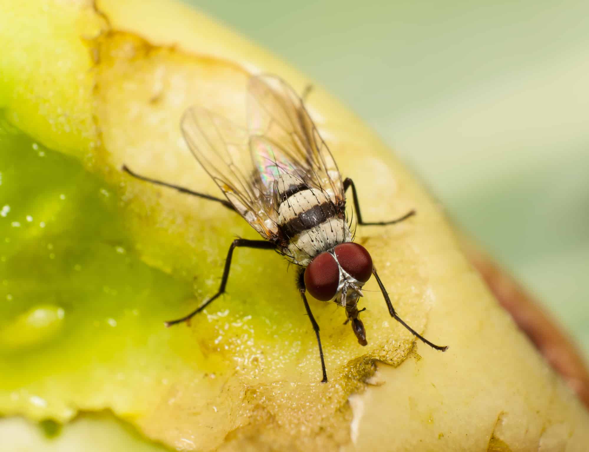fly feeding on a rotting tomato.