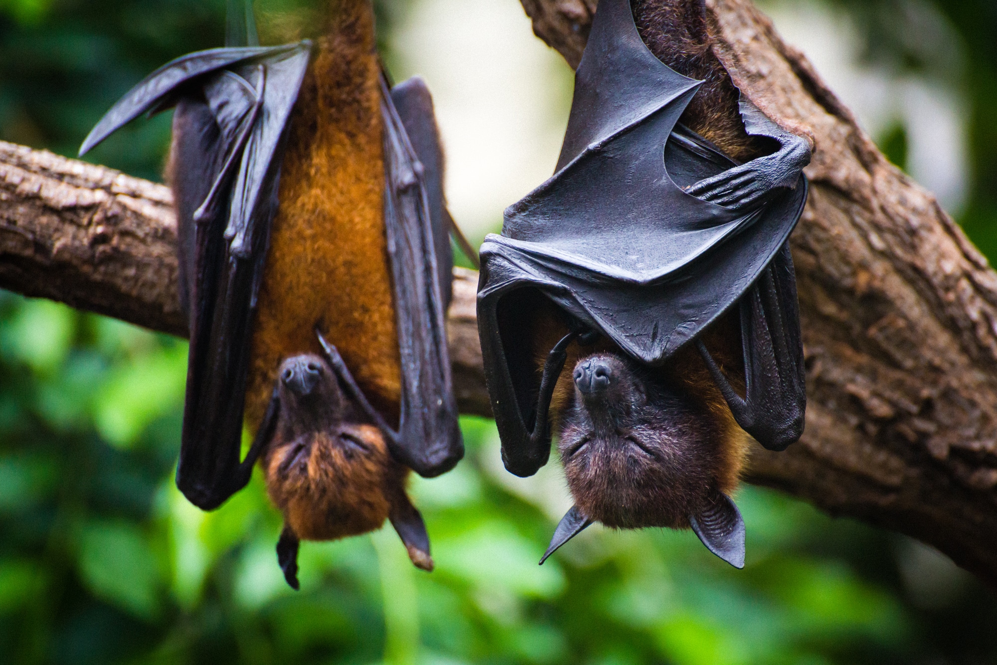Two black flying-foxes hanging in a tree