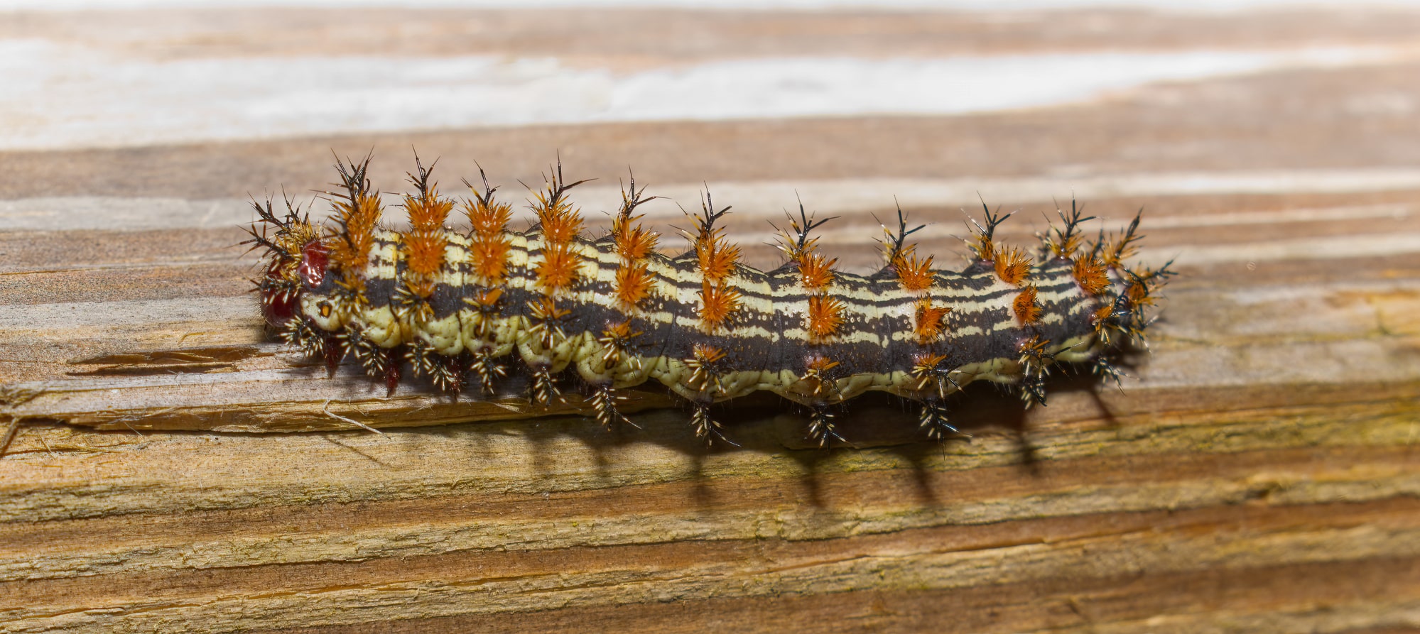 spiny caterpillar on wood