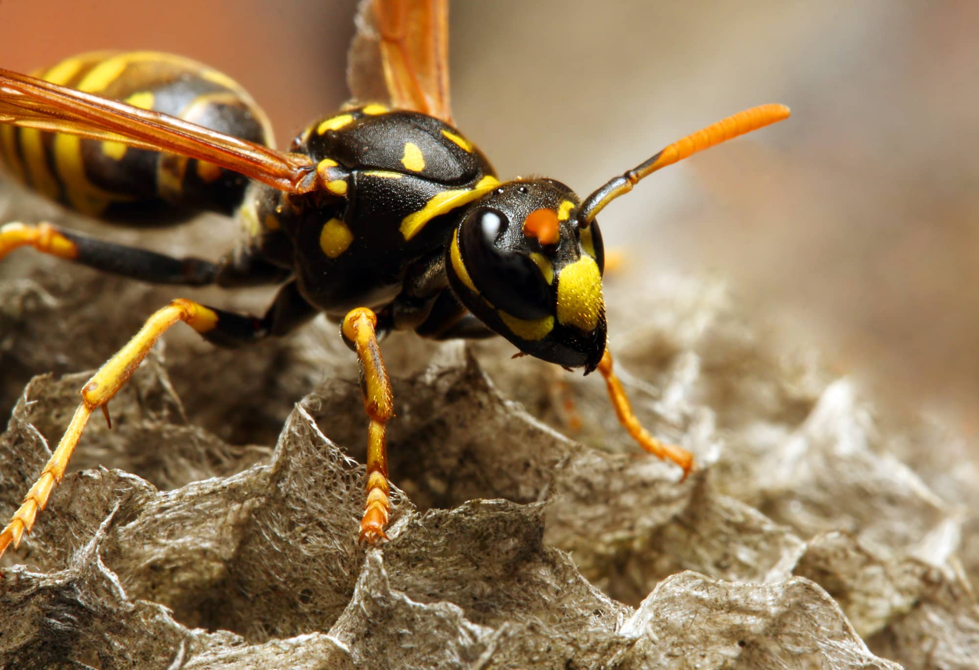 black and yellow wasp on nest