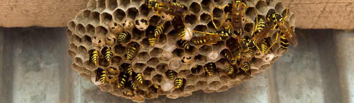 wasps on nest sitting on house sidding