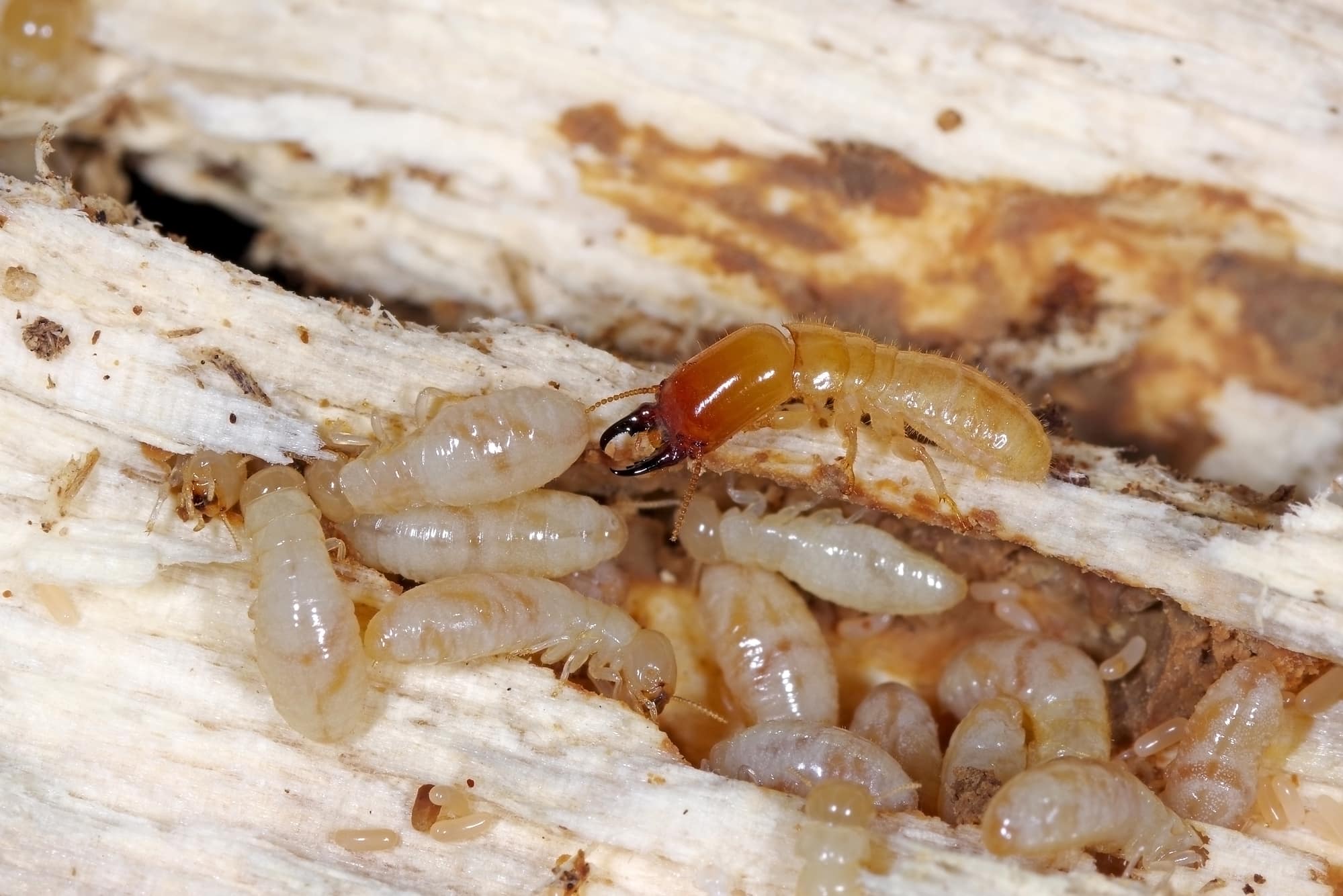 drywood termies eating wood