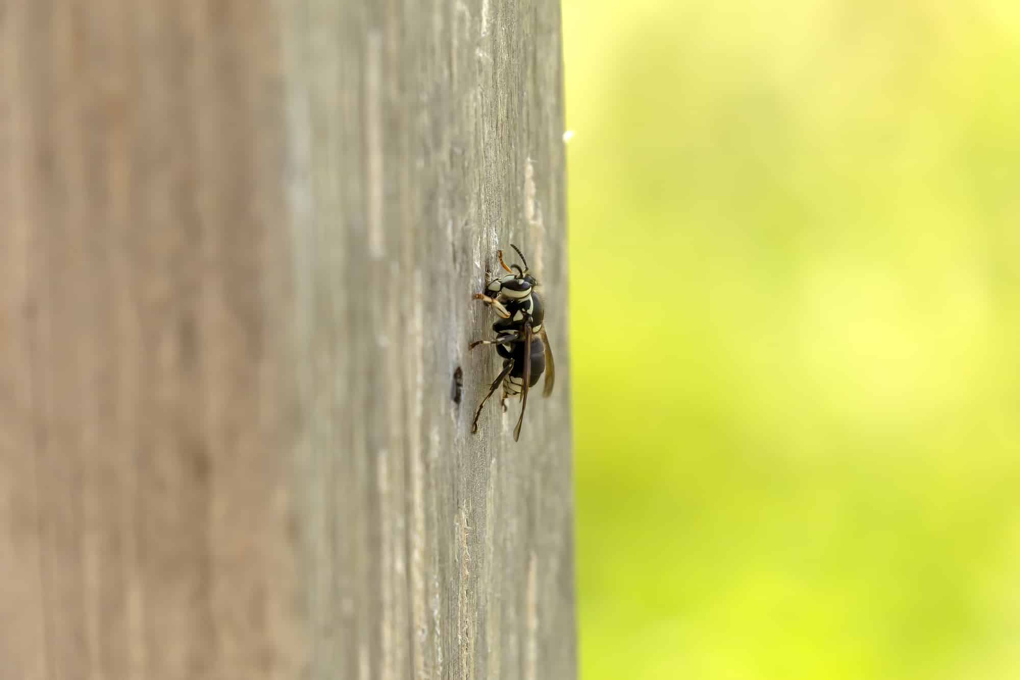 The bald-faced hornet biting wood on a garden pillar