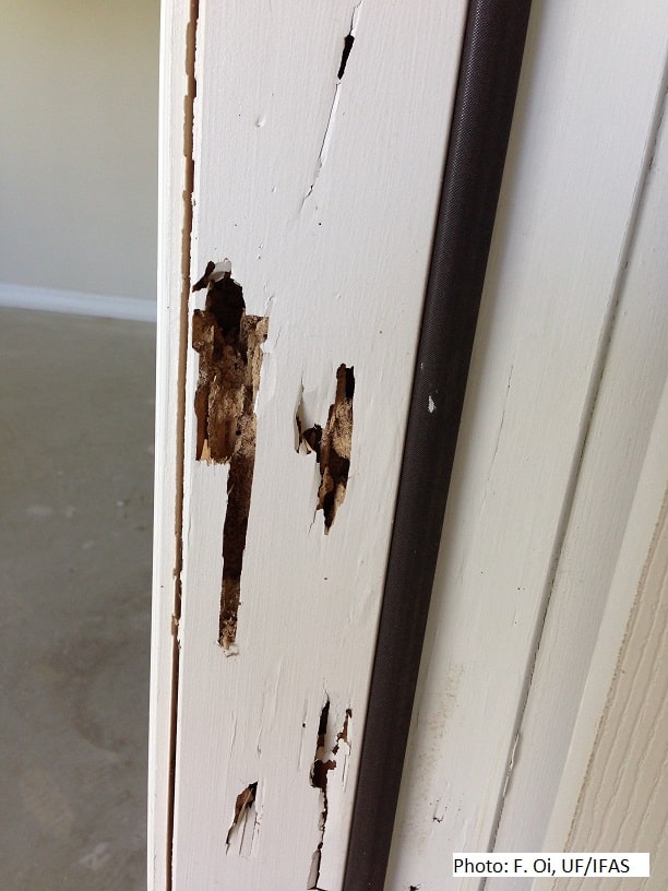 Door frame termite damage
