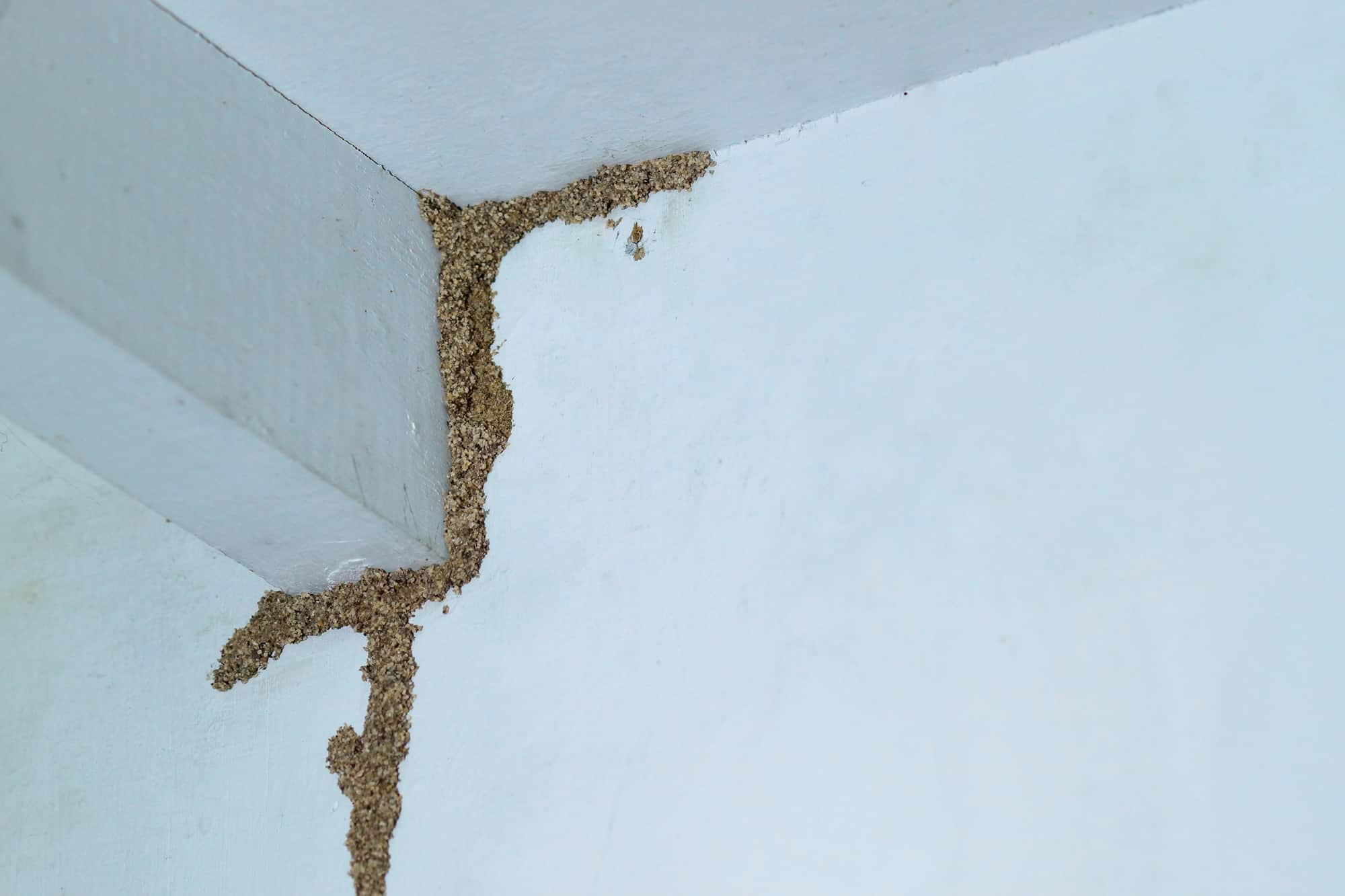 Termite mud tube on wall