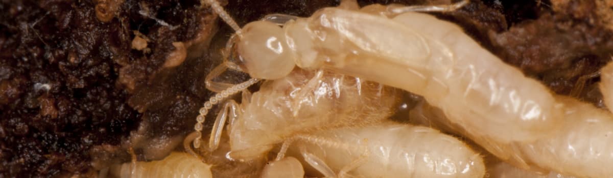 White termites