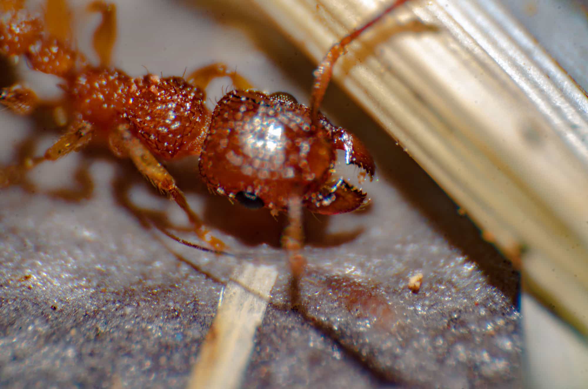 Close up Fire Ant