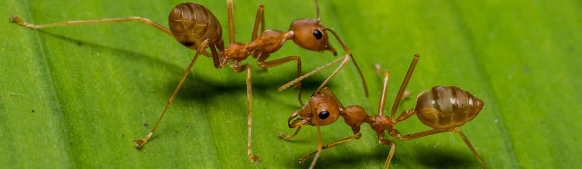 Imported Fire Ants