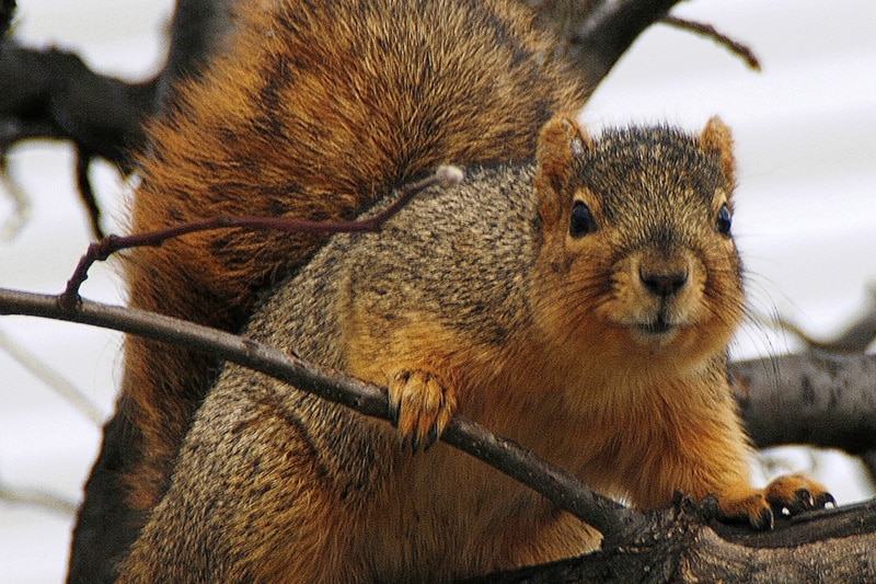 How To Get Rid of Squirrels in the Attic - Pests In The Home